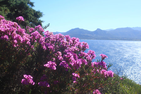 Colors of Corsica near Calviの写真素材