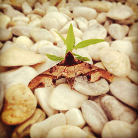 The insect with the plant in white stone.の素材