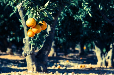 Orange trees in the garden, selective focusの写真素材