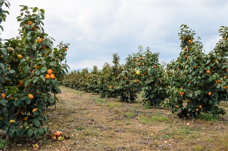 Persimmon fruits on trees the field agricultureの写真素材