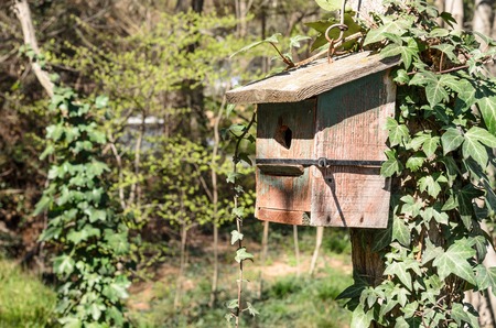 Old starling house on pine in forestの写真素材