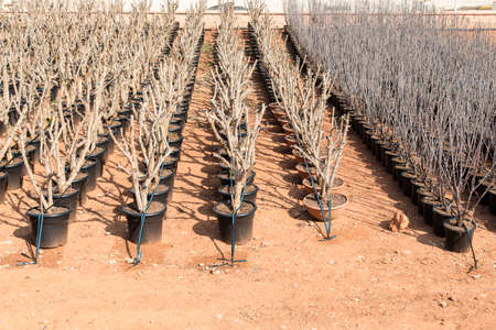 Trees in flowerpots for sale in the Spainの写真素材