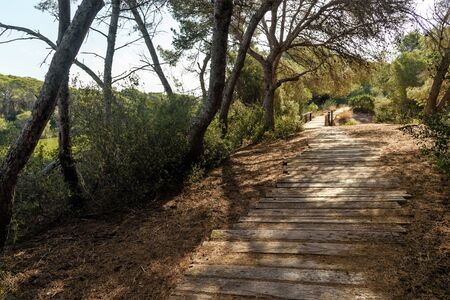 Walkway made of planks in the forest