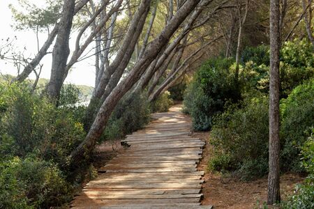 Walkway made of planks in the forestの写真素材
