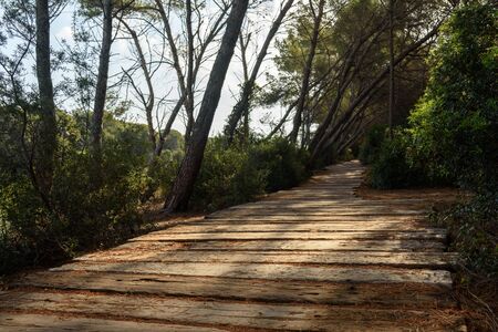 Walkway made of planks in the forest