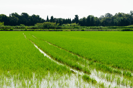 Rice field green grassの写真素材