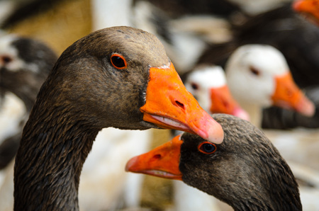 Group of geeseの写真素材