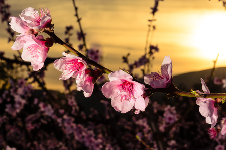 Rows of blooming peach treesの写真素材