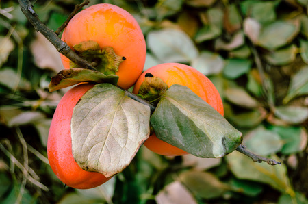 Persimmon fruit on the treeの写真素材