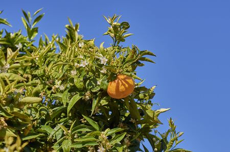 blooming orange fields flower background in the spainの写真素材