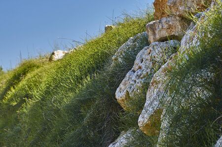 stone on grass fieldの写真素材