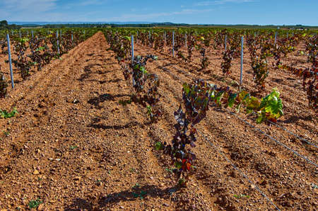 Panoramic view of a vineyard in the Spain countryside - Ademuzの写真素材