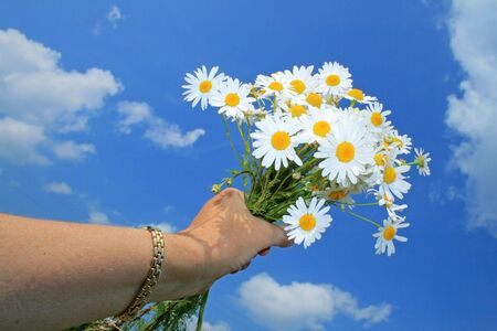 Senior woman holding the camomile bouquet against the blue skyの写真素材