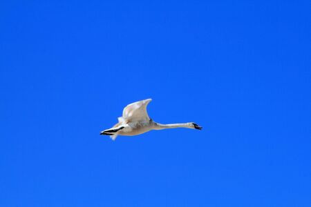 Swan flying against the blue skyの写真素材