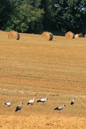 Landscape with straw bales and storksの写真素材