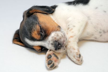 Cute tri-colored beagle puppy sleeping on the white backgroundの写真素材