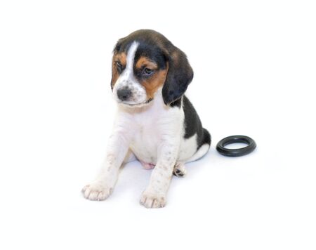 Tri-color beagle puppy sittingの写真素材