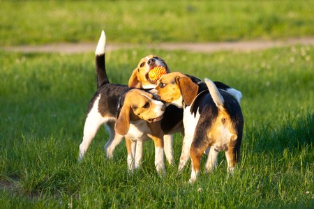 Happy beagle dogs in a parkの写真素材