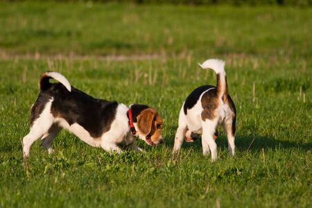 Happy beagle dogs in a parkの写真素材