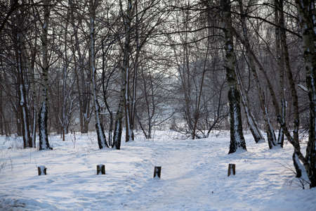 Woods during the wintertimeの写真素材