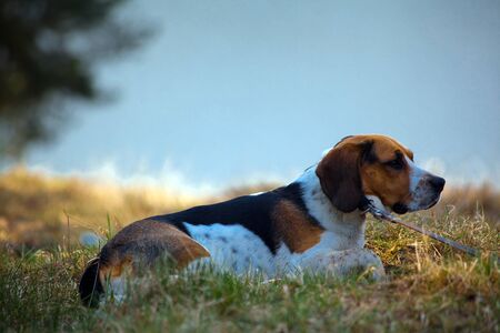Beagle dog laying on the grass with lake in backgroundの写真素材