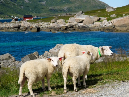 Picturesque landscape with sheeps at Norway islandsの写真素材