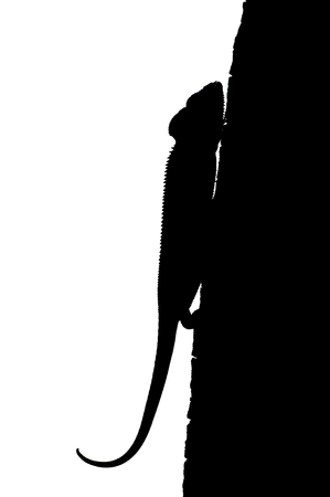 chameleon black and white silhouette from Madagascarの写真素材