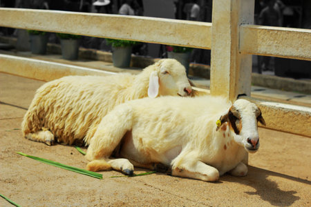 Twin sheep in the farmの写真素材