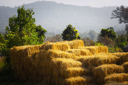 Ripple of Straw balesの写真素材