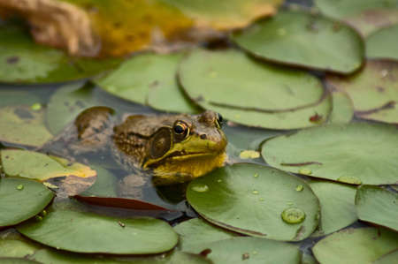 Frog hiding in Lilypadsの写真素材