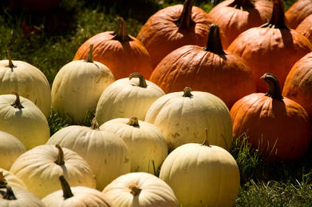 Orange and white pumpkins in Autumn