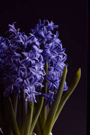 Hyacinthの写真素材