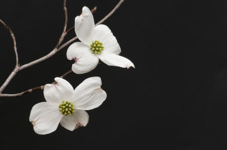 Branch of white dogwood blossomsの写真素材