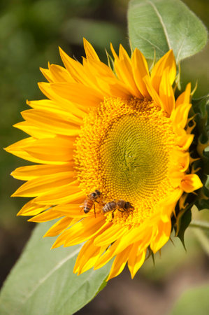 Beautiful yellow sunflower