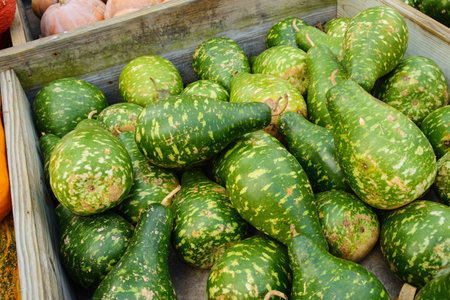 Green gourds