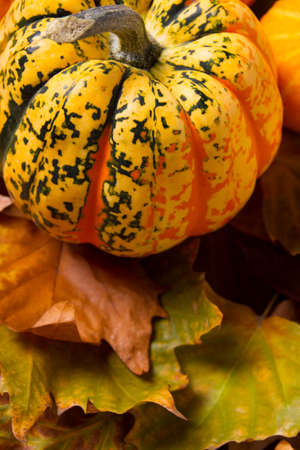 Pumpkinの写真素材