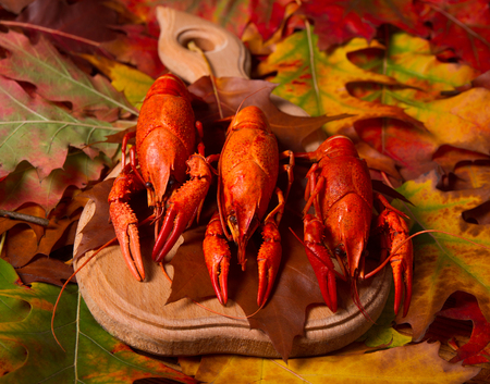 Red boiled crawfishの写真素材