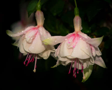 Beautiful close up of white and pink flower heads. Dark, almost black background. Rain drops visible on the petals.の写真素材