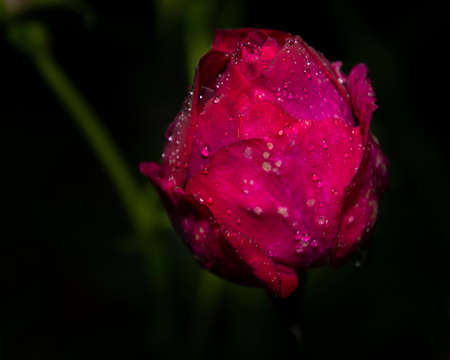 Beautiful close up of a purple rose flower head. Dark, almost black background. Rain drops visible on the petals.の写真素材