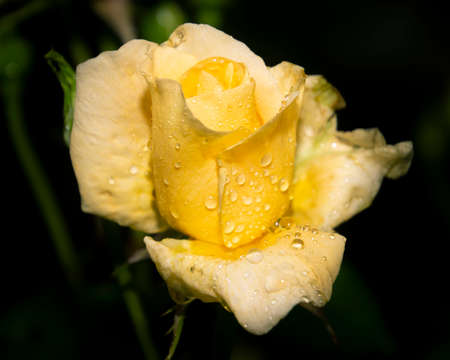 Beautiful close up of a yellow rose flower head. Dark, almost black background. Rain drops visible on the petals.の写真素材