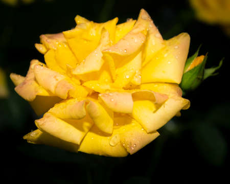 Beautiful close up of a yellow rose flower head. Dark, almost black background. Rain drops visible on the petals.の写真素材
