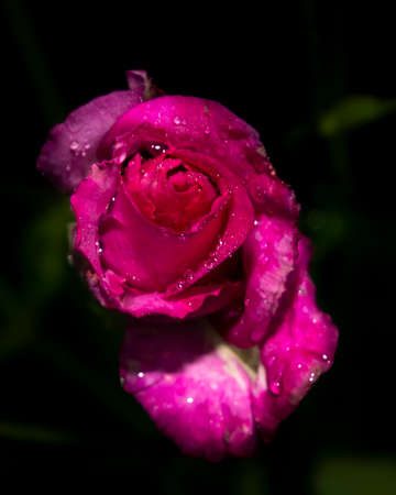 Beautiful close up of a purple rose flower head. Dark, almost black background. Rain drops visible on the petals.の写真素材