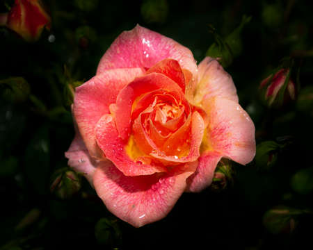 Beautiful close up of a pinky orange rose flower head. Dark, almost black background. Rain drops visible on the petals.の写真素材
