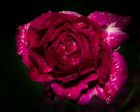 Beautiful close up of a purple rose flower head. Dark, almost black background. Rain drops visible on the petals.の写真素材