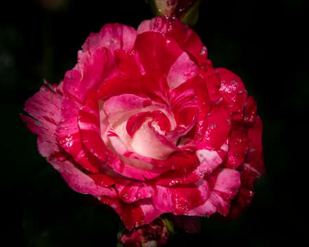 Beautiful close up of a pink and white flower head. Dark, almost black background. Rain drops visible on the petals.の写真素材