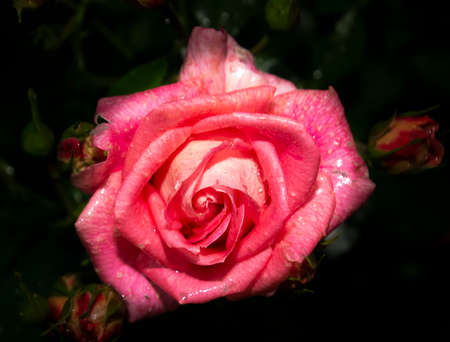Beautiful close up of a pinky orange rose flower head. Dark, almost black background. Rain drops visible on the petals.の写真素材
