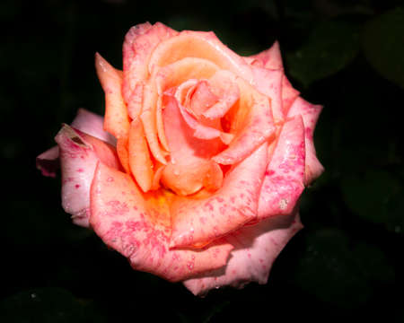 Beautiful close up of a pinky orange rose flower head. Dark, almost black background. Rain drops visible on the petals.の写真素材