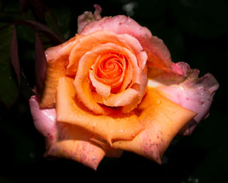 Beautiful close up of a pinky orange rose flower head. Dark, almost black background. Rain drops visible on the petals.の写真素材
