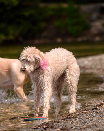 Adorable dog playing in the water and enjoying the warm weather. This beautiful dog has some pink in its furの写真素材