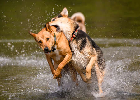 Adorable dogs playing in the water and enjoying the warm weather. Lots of water splashing around as the dogs are running and jumping in the lake. the German shepherd is play biting the orange dogの写真素材